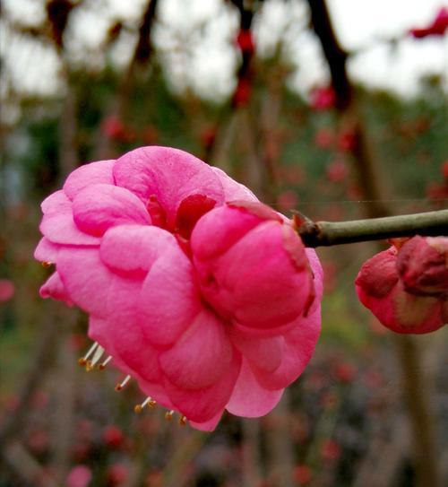 腊梅花（用腊梅花传递爱的力量）