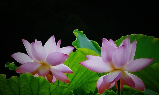 蓝荷花的花语与意义——探寻纯洁和宁静的象征（蓝荷花）