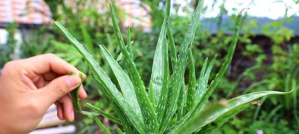 芦荟花语——探秘芦荟的独特含义（探索芦荟花语的世界）