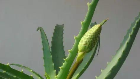 芦荟开花的花语与寓意（探索芦荟开花背后的深意与象征）