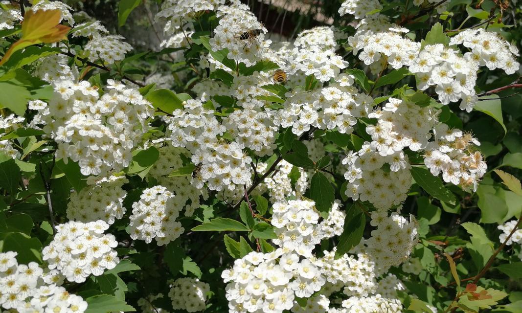 麻叶绣线菊花语——花开寄托情谊（以麻叶绣线菊为纽带）