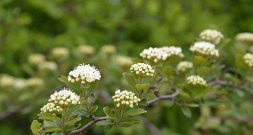 麻叶绣线菊花语——花开寄托情谊（以麻叶绣线菊为纽带）