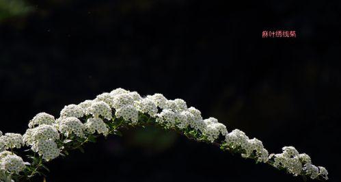 麻叶绣线菊花语——花开寄托情谊（以麻叶绣线菊为纽带）