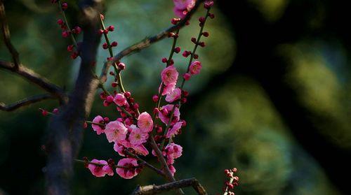 梅花的花语——坚韧不拔的力量（梅花花语的意义及表达方式）