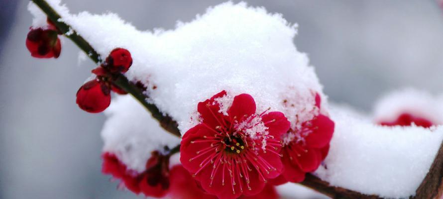 梅花的花语——坚韧不拔的力量（梅花花语的意义及表达方式）