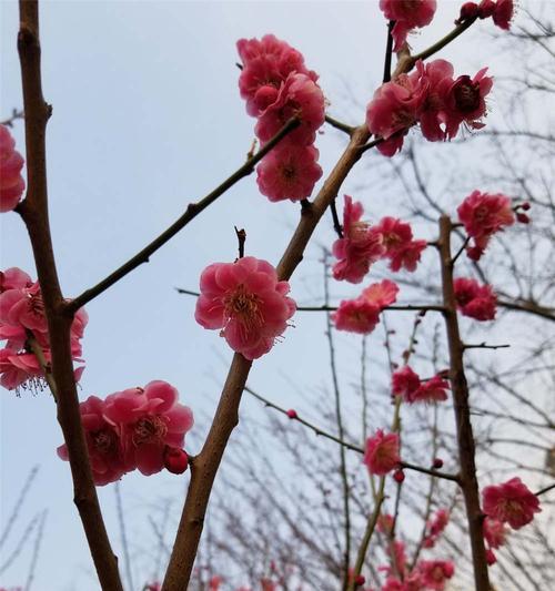 梅花花语的深意与传承（揭秘梅花的花语与文化底蕴）