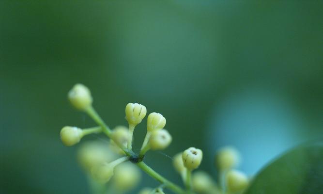 米兰花语之美——一朵娇艳动人的花朵（探寻米兰花的花语特点及其象征意义）