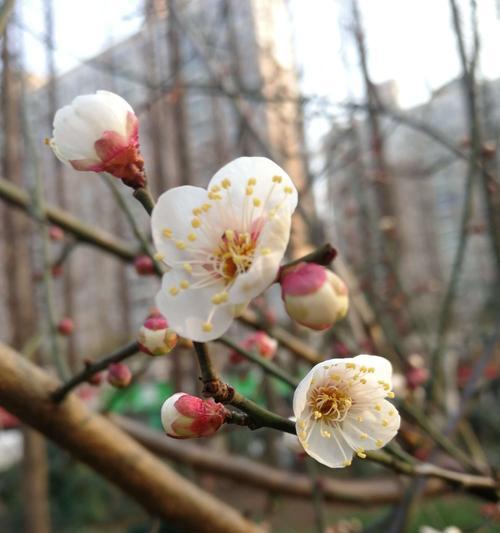 盆栽腊梅花语（探寻盆栽腊梅花的文化内涵与象征意义）