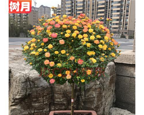 以盆栽月季的养护要点（打造美丽室内花园）