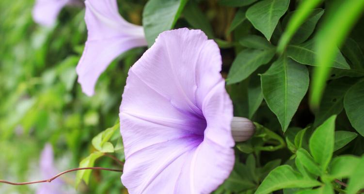 牵牛花的花语——爱情的等待（牵牛花）