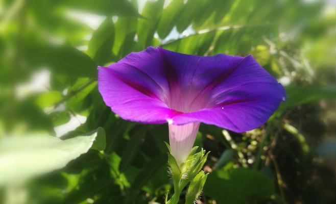 牵牛花的寓意与意义（探寻牵牛花的象征与美学）