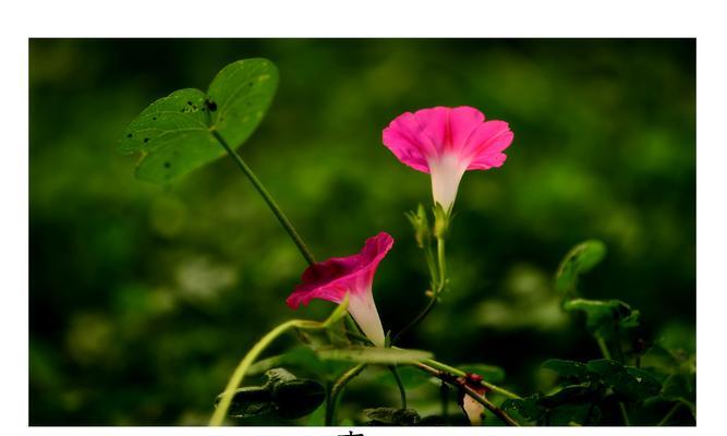 牵牛花的花语与含义（牵牛花）