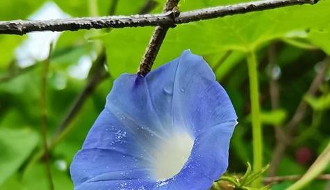 以牵牛花象征真爱的美丽之花（探寻牵牛花的浪漫与坚守）