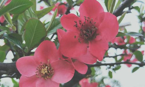 日本海棠花的花语与意义（探索日本海棠花的文化和象征意义）