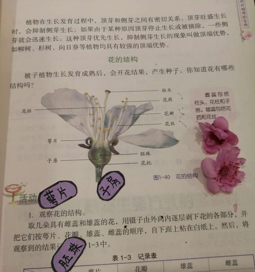 舞春花摘心打顶的时间与方法（掌握正确方法）