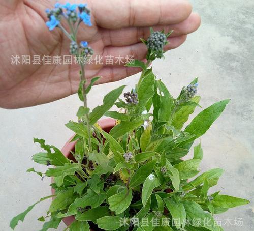 勿忘我种子的发芽时间（从种植到萌芽）