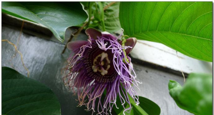 西番莲花的种植与养护（让你的西番莲花长得更健康更美丽）