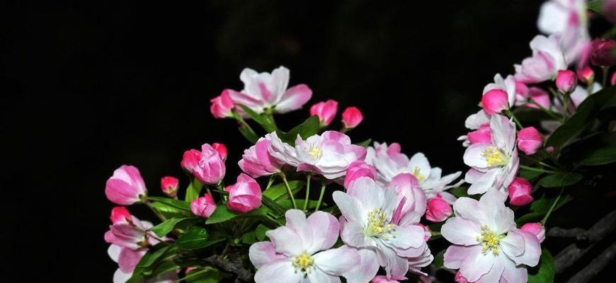 西府海棠花期多长时间（探究西府海棠的盛开时间和景点推荐）