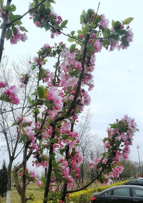 探寻西府海棠花色之谜（解密西府海棠花的神秘面纱）