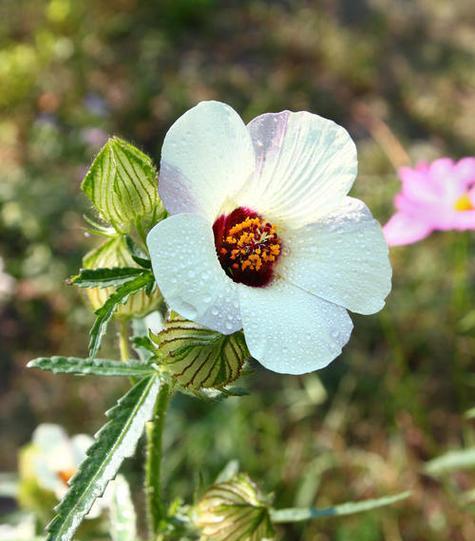 西瓜花是单性花吗（探究西瓜花的性别特点及其生长发育规律）