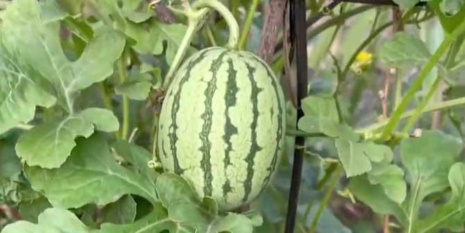 西瓜的最佳食用季节（夏季甜蜜果实）