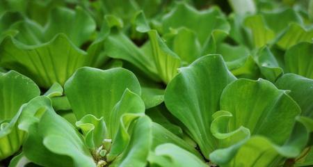 西瓜是单子叶植物吗（科学家解密西瓜的生长特点与分类）