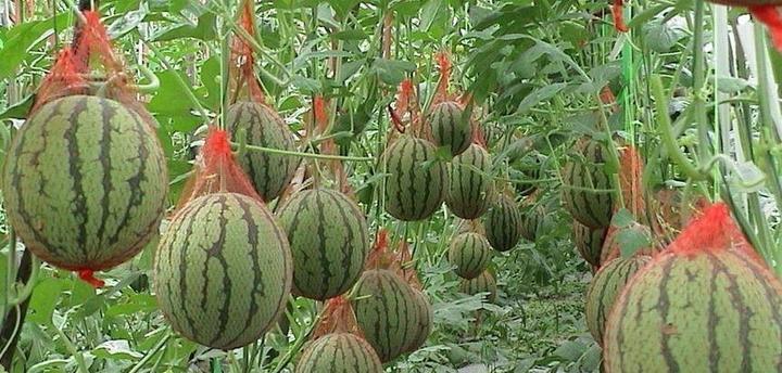 适合种植西瓜的地方有哪些（探究西瓜种植的适宜条件及其“西瓜种植”）