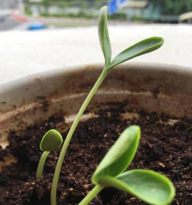 西瓜种子的发芽过程（从发芽时间到幼苗生长的一步步解析）