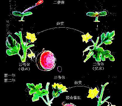 西瓜种子发芽及出苗周期分析（探究西瓜种子萌发和生长的关键因素）