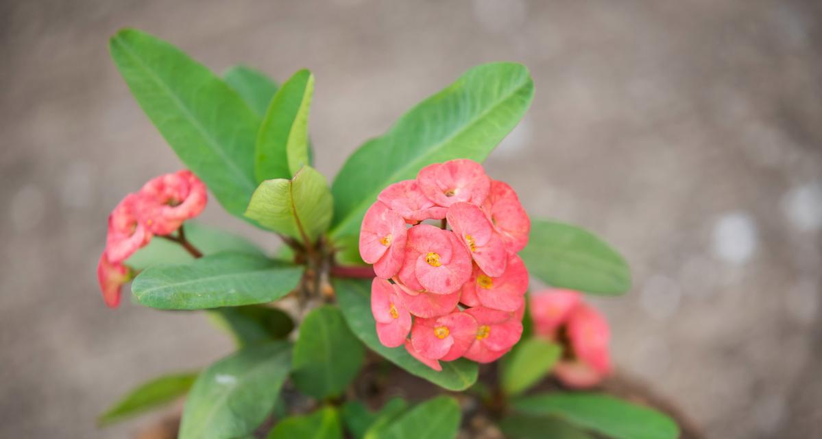 西红柿不开花的原因剖析（解析西红柿不开花的可能原因和解决方法）