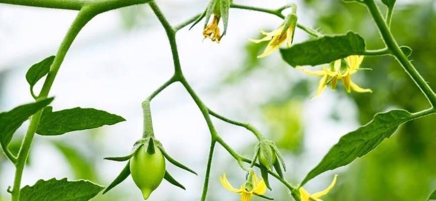 西红柿开花期特点及栽培技巧（了解开花周期）