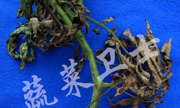 西红柿菌核病的防治（从药物治疗到防范措施）