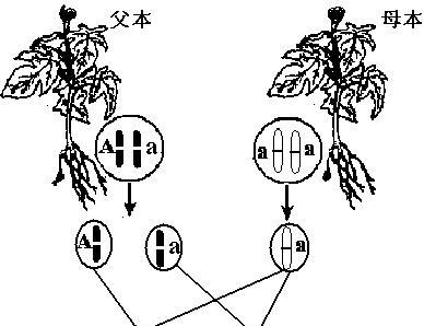 西红柿的花性别问题（探究西红柿的雄雌同体特性）