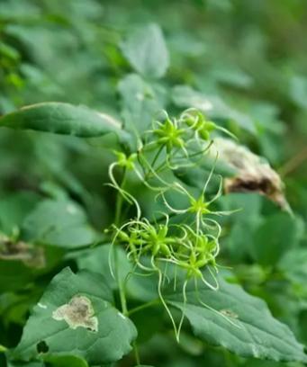 西红柿是双子叶植物吗（揭开西红柿的真面目｜植物分类学｜科学研究）