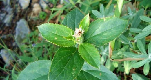 西红柿是双子叶植物吗（揭开西红柿的真面目｜植物分类学｜科学研究）