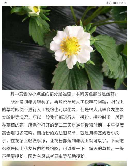 西红柿的授粉方式与特点（自花授粉是否是主要方式）