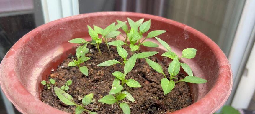 从种子到果实，教你种植西红柿