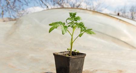 从种子到果实，教你种植西红柿