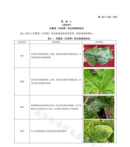 西红柿钻心虫防治全攻略（掌握这些方法）