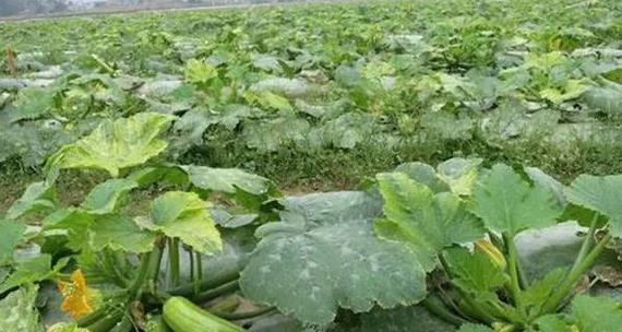 西葫芦种植时间和方法（如何在正确的时期种植并保持健康生长）