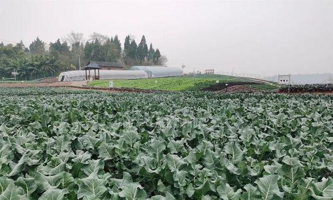 西兰花成熟采摘时间详解（掌握西兰花成熟期）