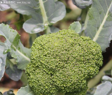 探秘西兰花的成熟和上市季节（一年四季的西兰花生长周期和供应情况分析）