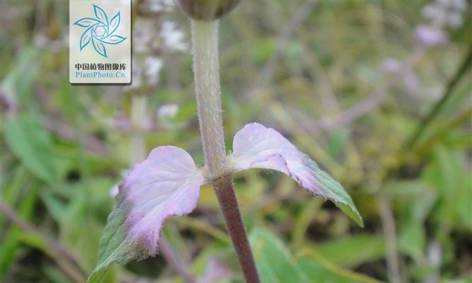 西玛花不开花的原因剖析（揭秘西玛花为何总是不开花的原因）