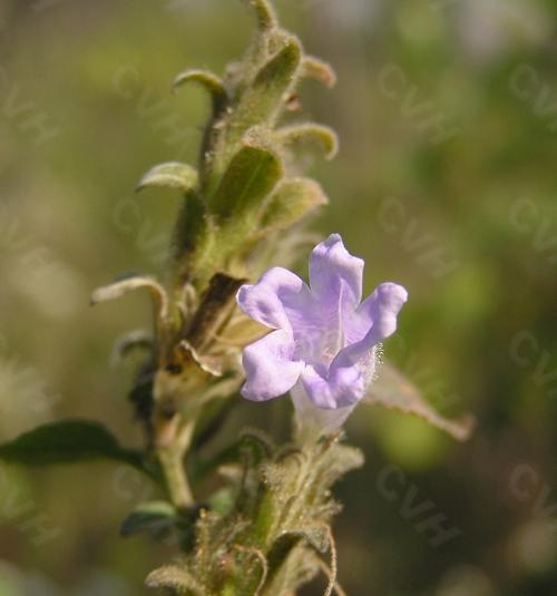 西玛花不开花的原因剖析（揭秘西玛花为何总是不开花的原因）