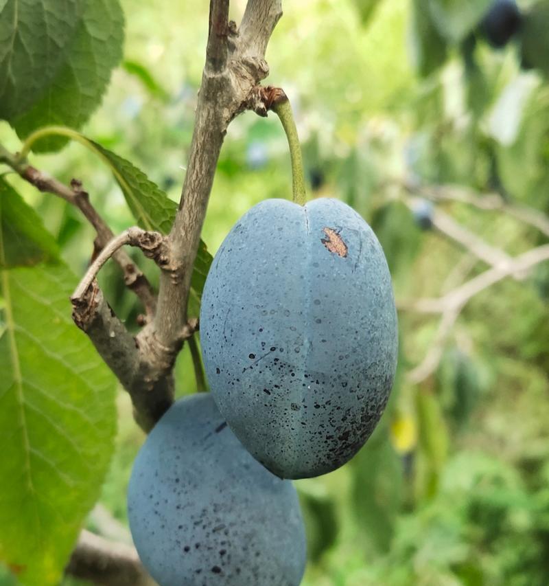 西梅成熟季节分析（几月份是西梅成熟期）