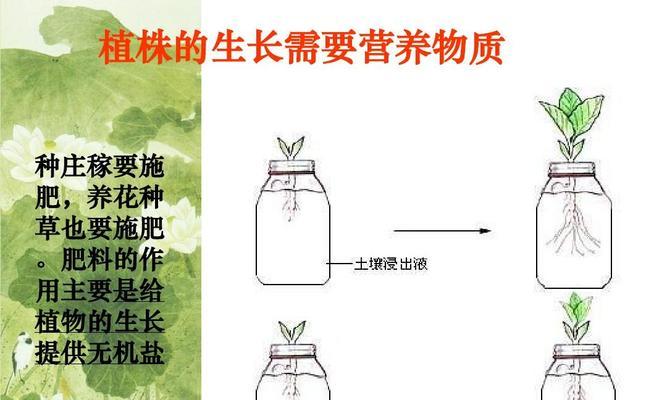 西梅种子的种植技巧（从选种到管理）