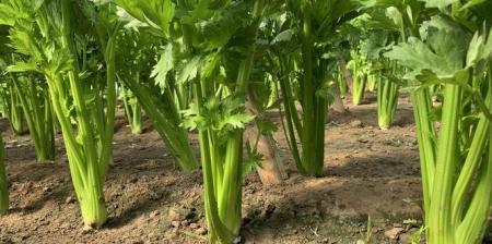 西芹种植全攻略（时机把握）