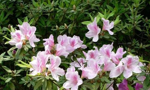 盛夏的花海（迎接夏日）