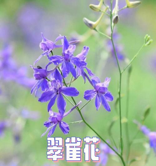 孔雀花的花语及其象征意义（解读孔雀花的美丽花语）