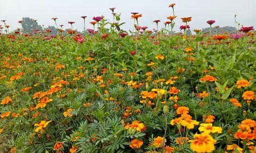 孔雀花的花语及其象征意义（解读孔雀花的美丽花语）